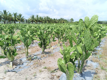 GREEN JUICE POWDER